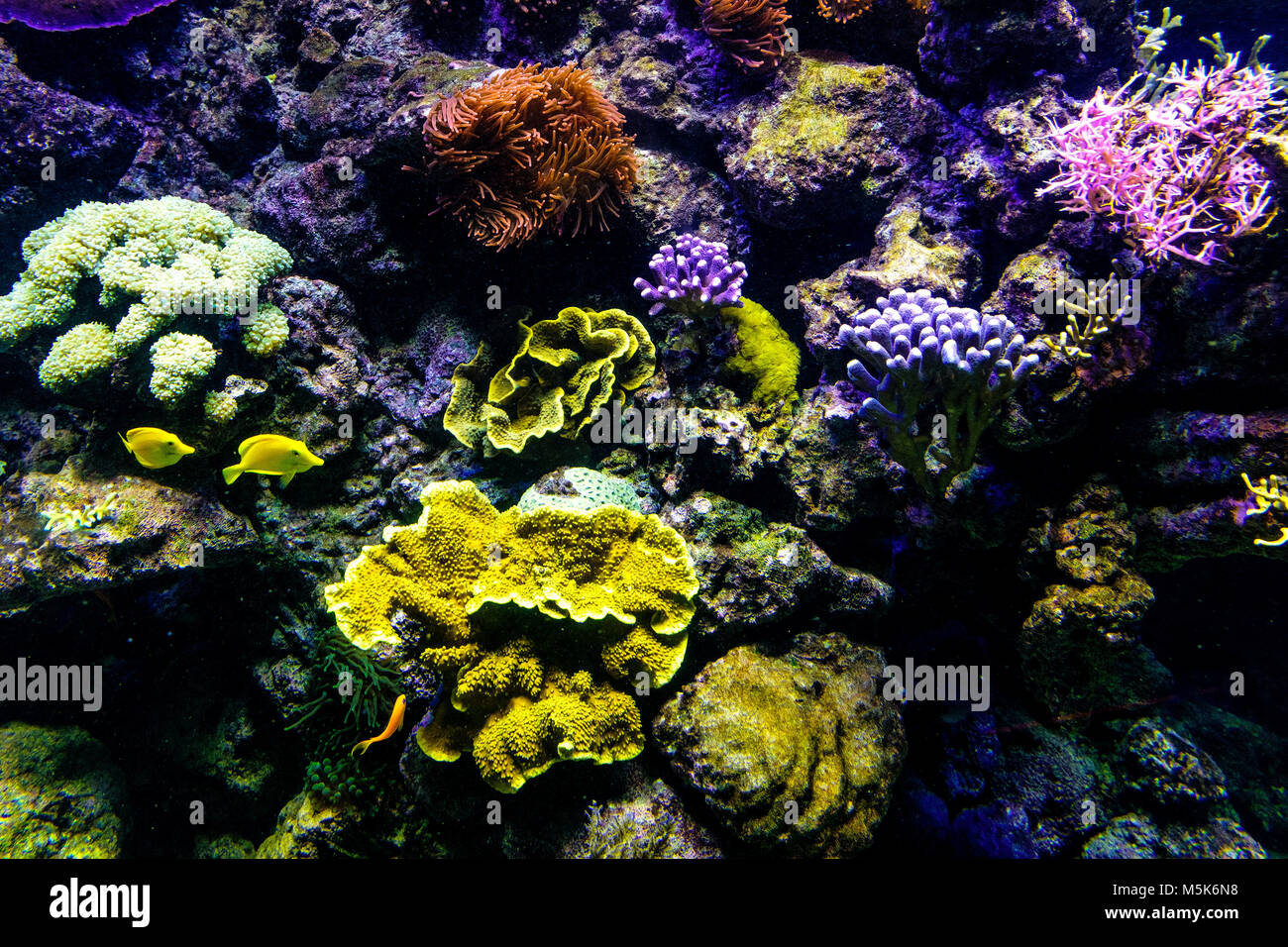 Oceanic sealife aquarium con mosaico di molte specie di coralli colorati in un zoological oceanarium Foto Stock