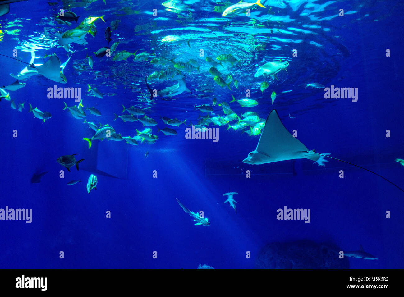 Larga scala sealife oceanarium con molte specie di animali subacquei in un acquario zoologico Foto Stock