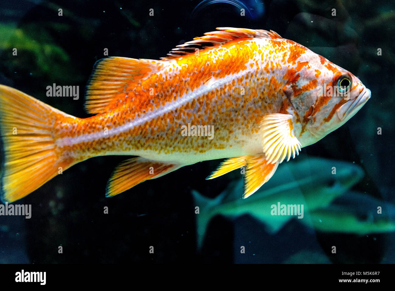 Canarie singolo pesce - Pesci provenienti dalla regione nordest dell'Oceano Pacifico in un acquario zoologico Foto Stock