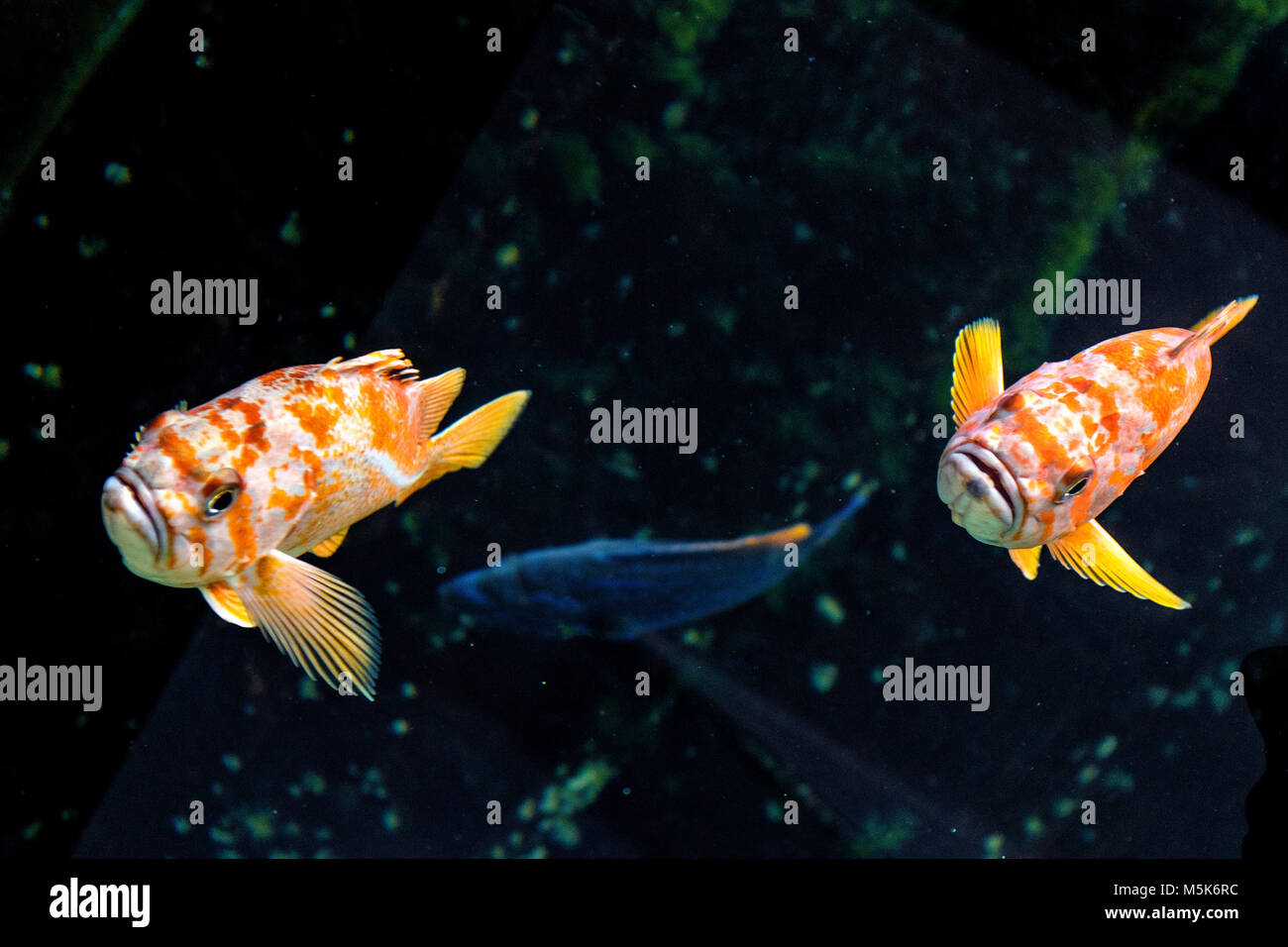 Paio di Canary il pesce - Pesci provenienti dalla regione nordest dell'Oceano Pacifico in un acquario zoologico Foto Stock