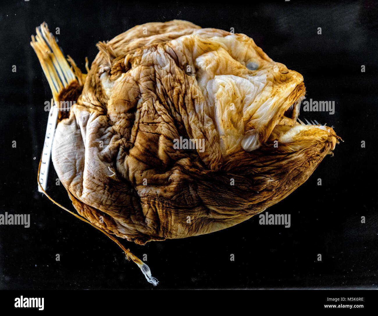 Campione di Bufoceratias Wedli deep-pesce di mare in mostra zoologica Foto Stock