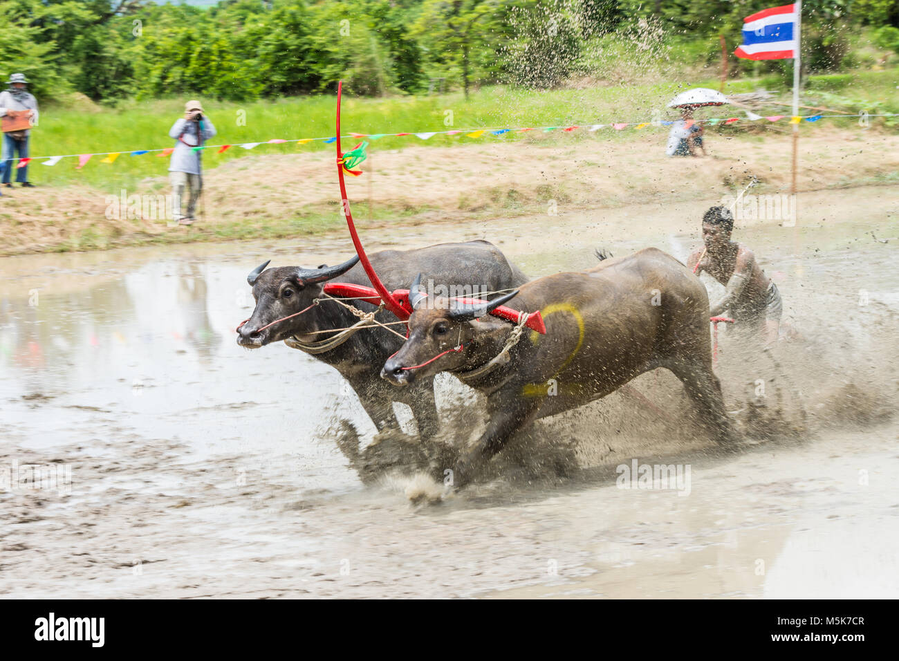 Chonburi, Tailandia - 16 Luglio 2017: Buffaloes racing sul riso fattoria, l'evento annuale in Chonburi, Thailandia Foto Stock
