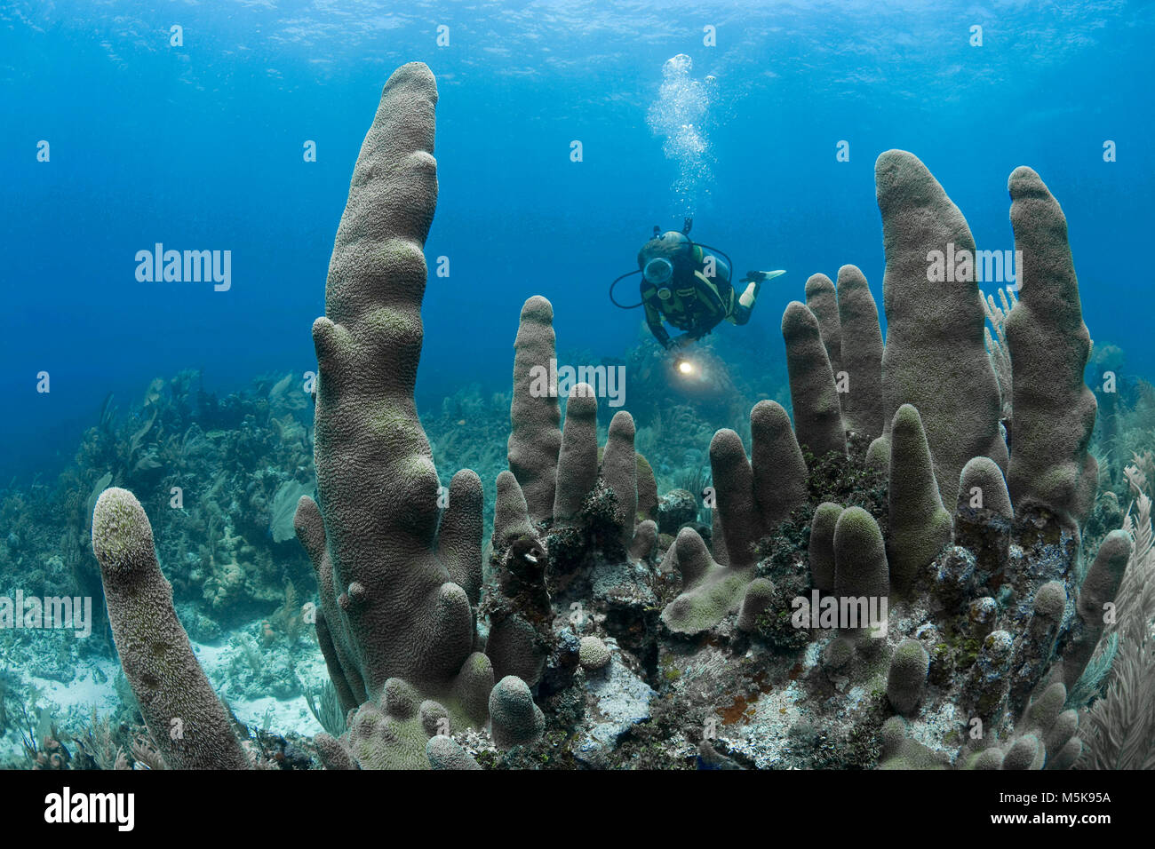 Scuba Diver in corrispondenza di un pilastro coral (Dendrogyra cylindrus), scogliera corallina caraibica di Palmetto Bay, Roatan Island, Bay Islands in Honduras Caraibi Foto Stock