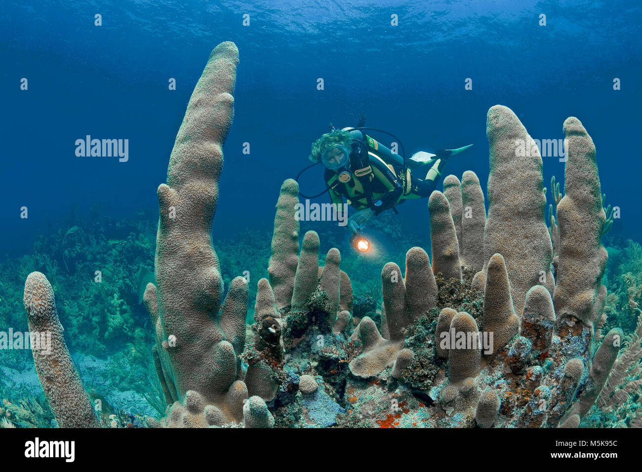 Scuba Diver in corrispondenza di un pilastro coral (Dendrogyra cylindrus), scogliera corallina caraibica di Palmetto Bay, Roatan Island, Bay Islands in Honduras Caraibi Foto Stock