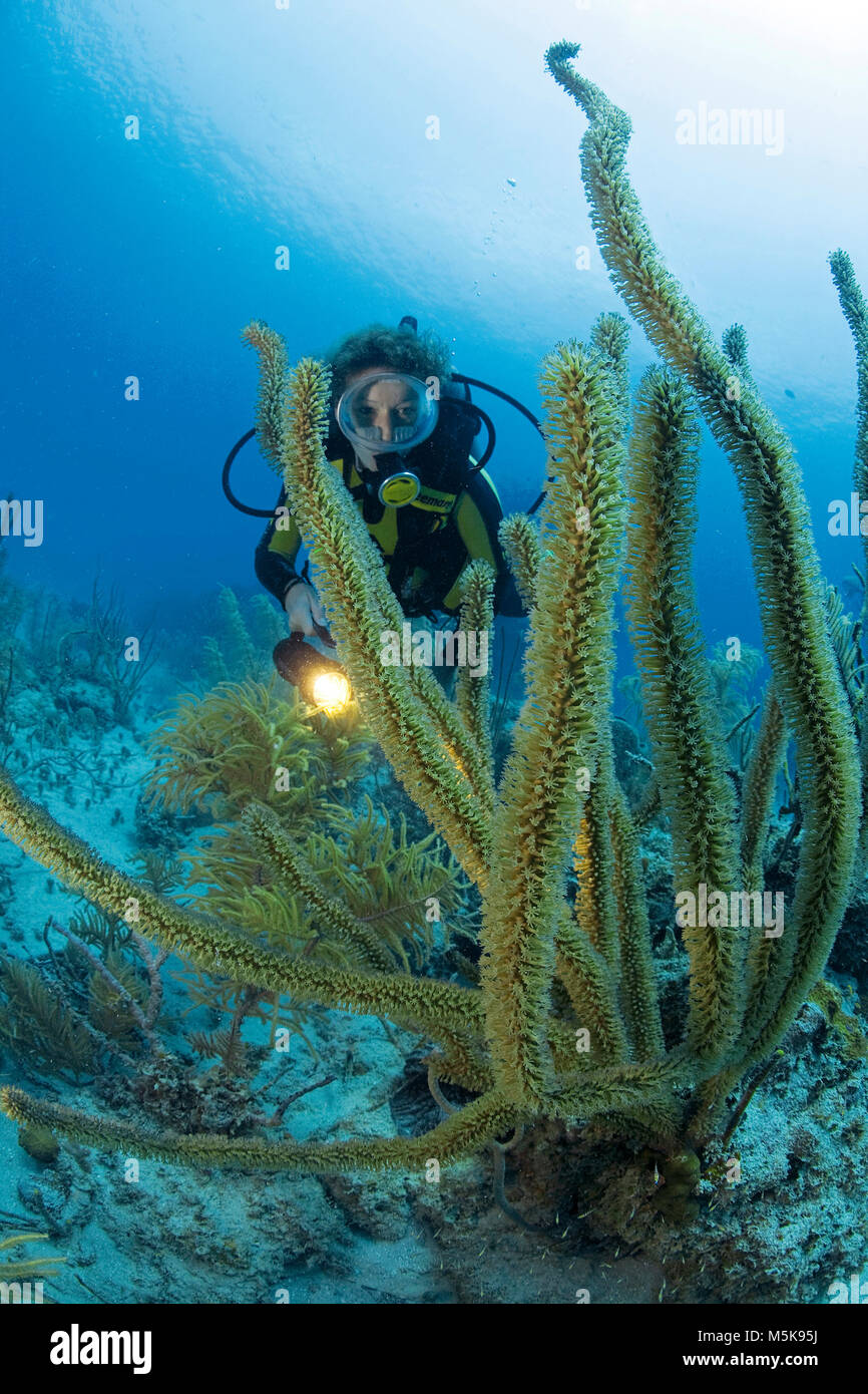 Scuba Diver in corrispondenza di una fessura giganti di mare dei pori asta (Plexaurella nutans), scogliera corallina caraibica di Palmetto Bay, Roatan Island, Bay Islands in Honduras Caraibi Foto Stock