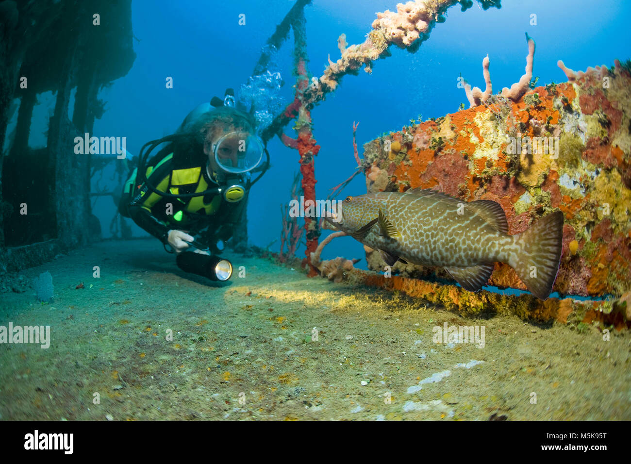 Scuba Diver guarda una tigre raggruppatore (Mycteroperca tigri) a Halliburton nave relitto, Utila island, Bay Islands in Honduras Caraibi Foto Stock