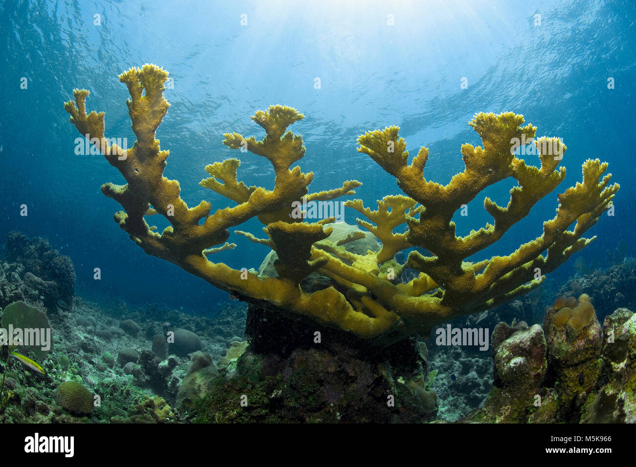 Elkhorn coral (Acropora palmata), Utila island, Bay Islands in Honduras Caraibi Foto Stock