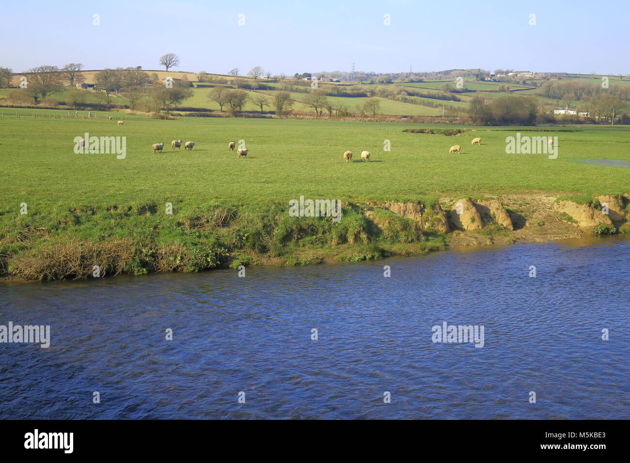 Gregge di pecore al pascolo su terreni agricoli vicino al fiume Ax in East Devon Foto Stock