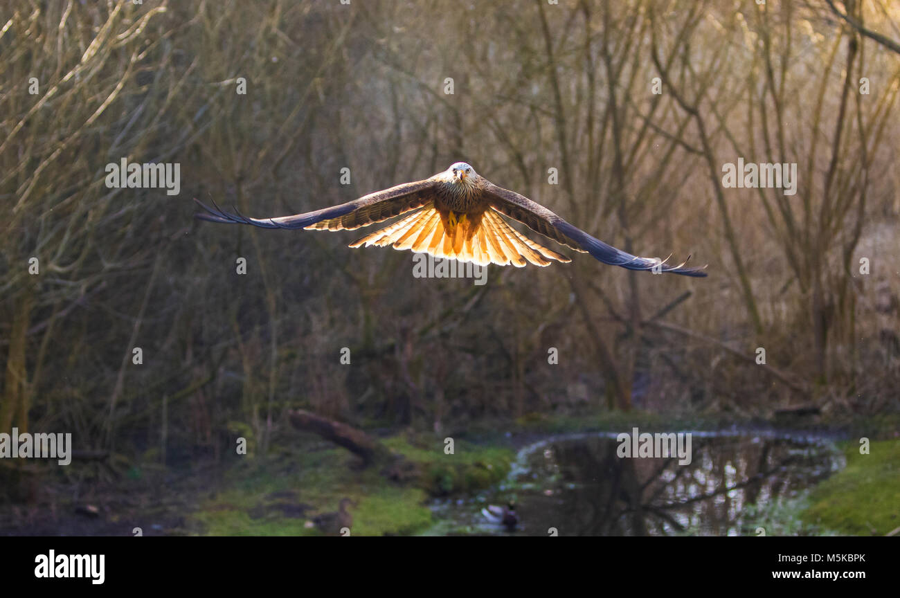 Nibbio reale Milvus milvus in volo la diffusione di coda con piume di coda rosso dal sole di setting Foto Stock