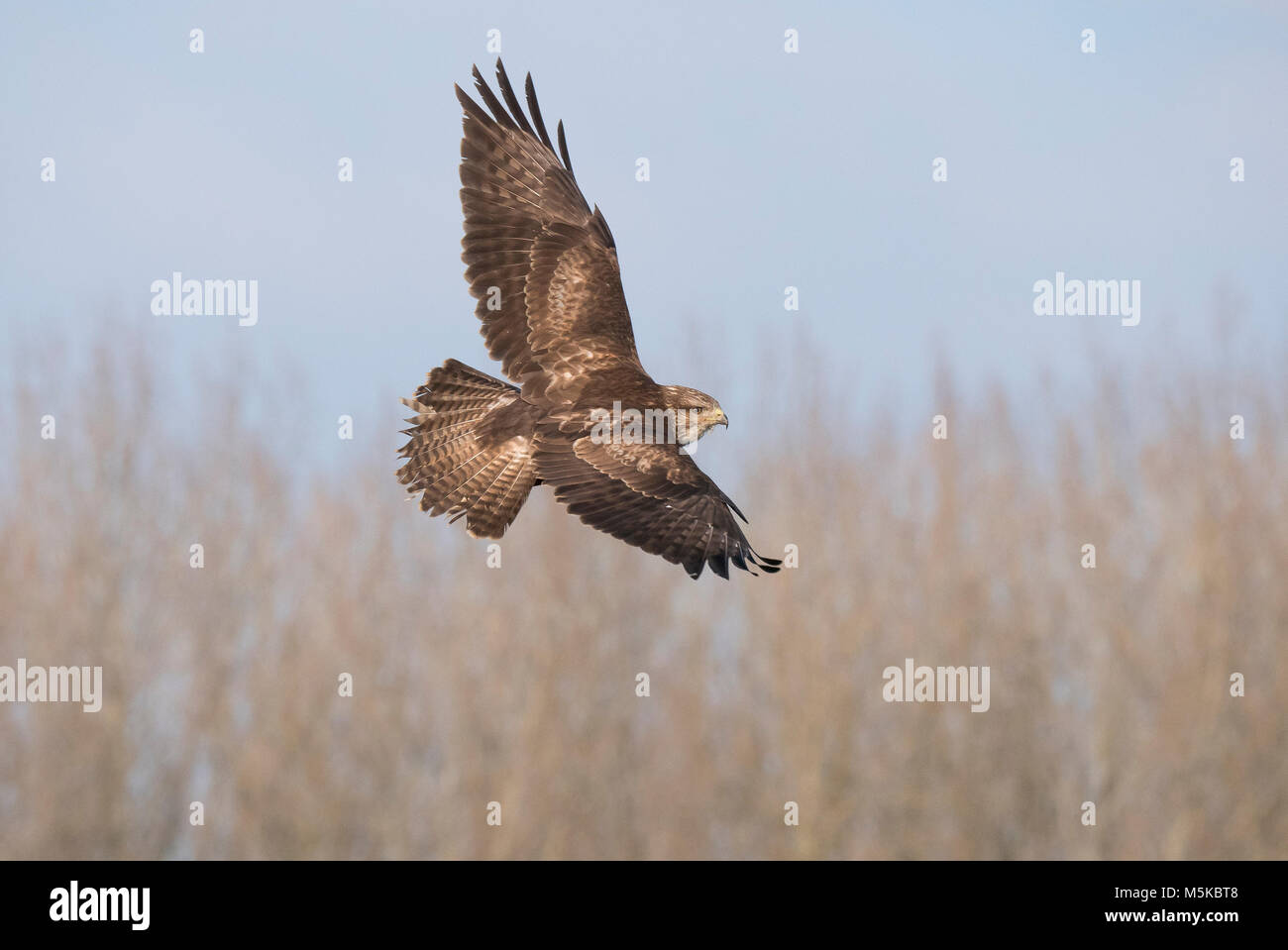 La poiana Buteo buteo 2° anno uccello in volo mostra overwing Foto Stock