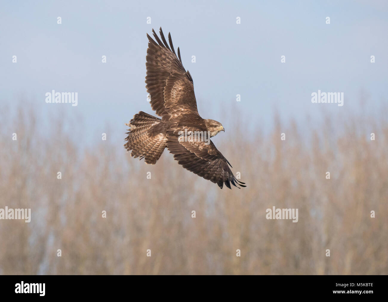 La poiana Buteo buteo 2° anno uccello in volo mostra overwing Foto Stock
