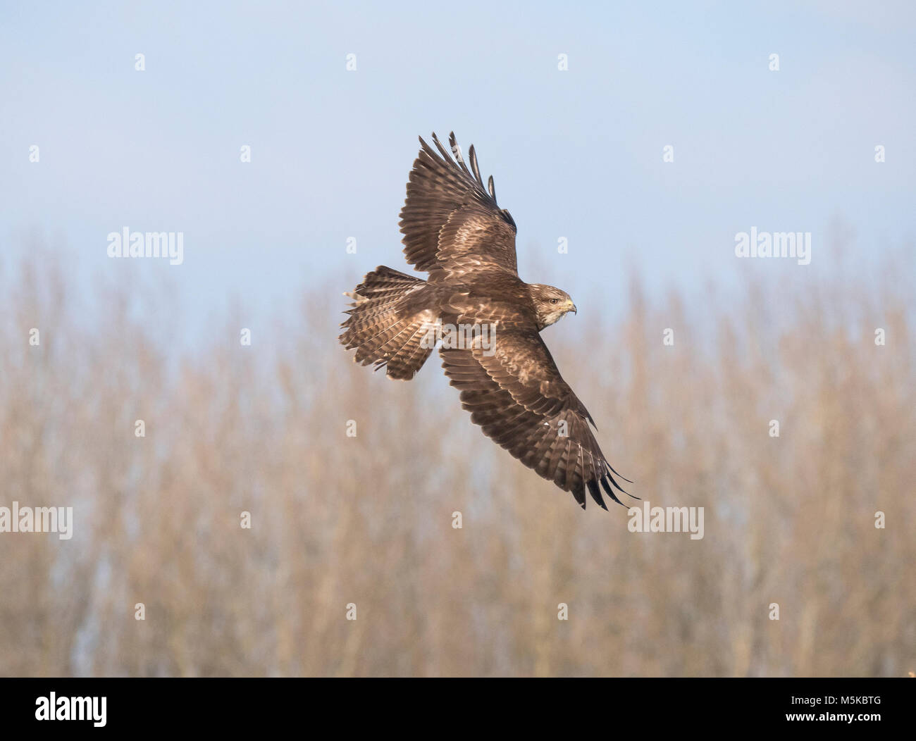 La poiana Buteo buteo 2° anno uccello in volo mostra overwing Foto Stock