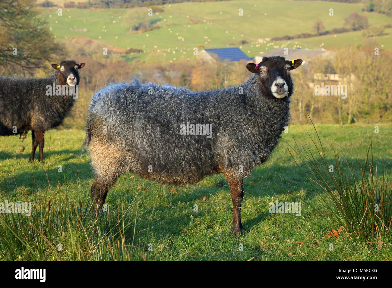 Pecora nera sul terreno coltivato in East Devon Foto Stock