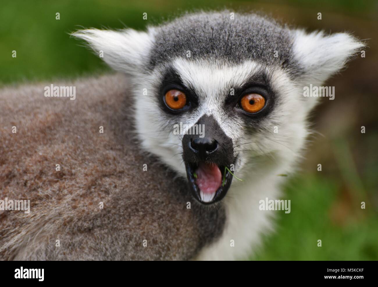 Anello-tailed Lemur (Lemur catta), che si trova solo sull'isola africana del Madagascar. Foto Stock