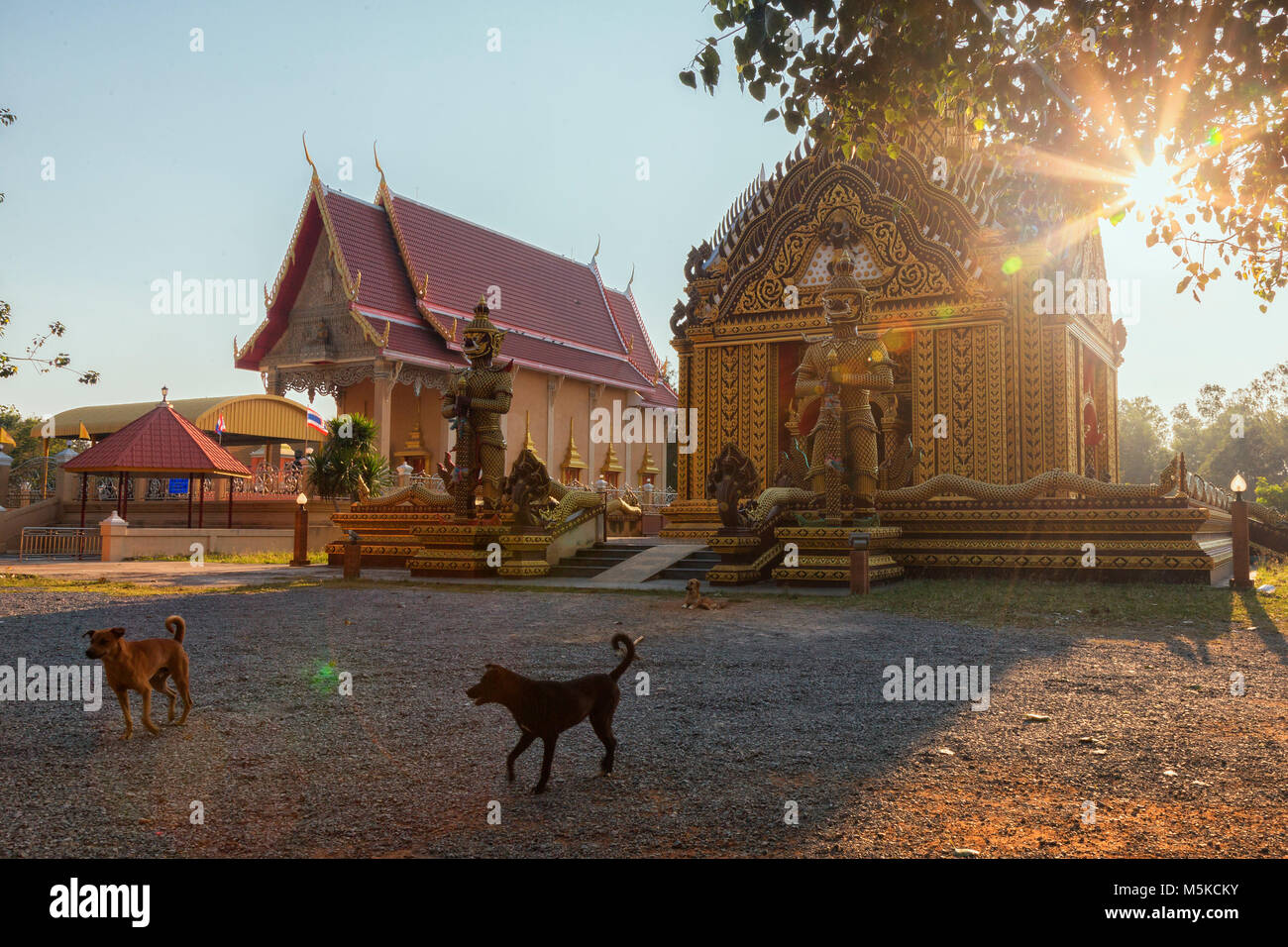 I cani randagi in un tempio buddista nel sud della Thailandia Foto Stock
