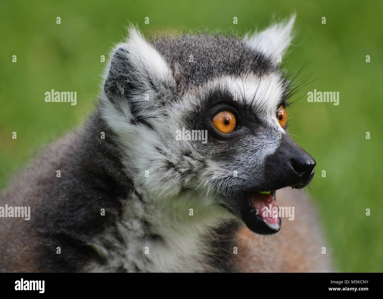 Anello-tailed Lemur (Lemur catta), che si trova solo sull'isola africana del Madagascar. Foto Stock