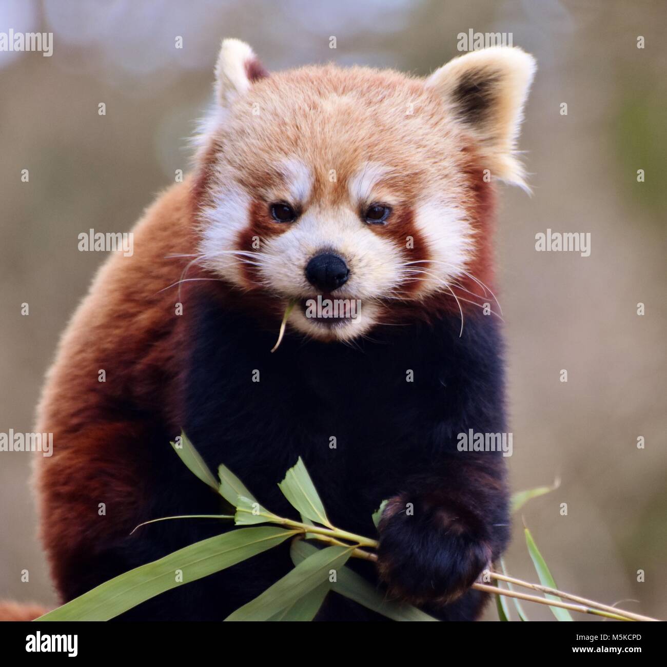 Il panda rosso (Ailurus fulgens), chiamato anche l'orso rosso-gatto, è un  mammifero nativo del Himalaya orientale e sud-ovest della Cina Foto stock -  Alamy