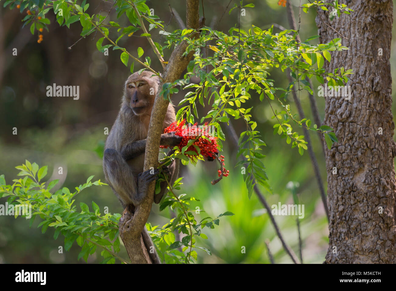 Macaco presso un parco nazionale in Thailandia Foto Stock