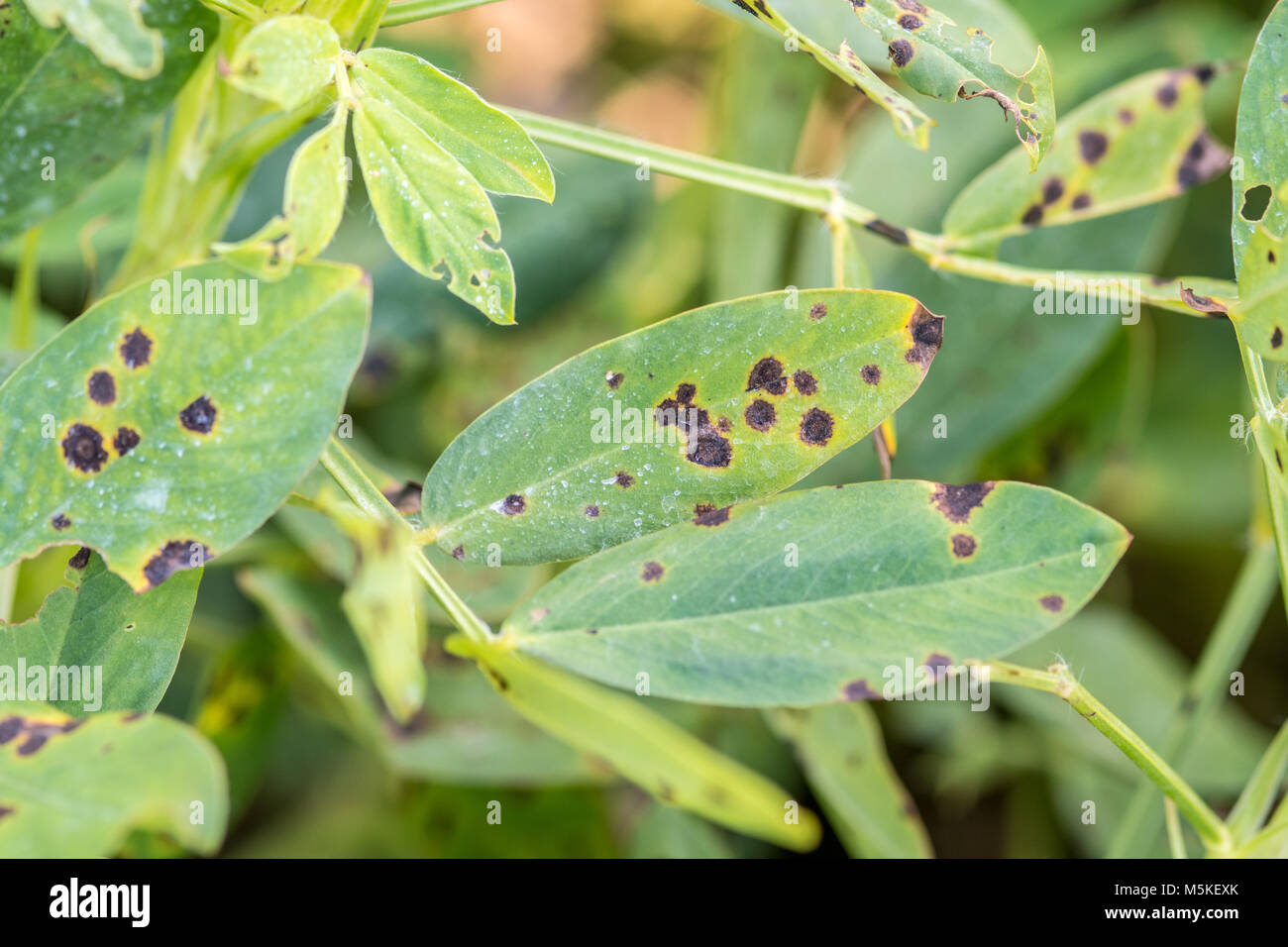 Osservare attentamente la foglia maculato funghi sulla pianta di arachidi, Tifton, Georgia. Foto Stock