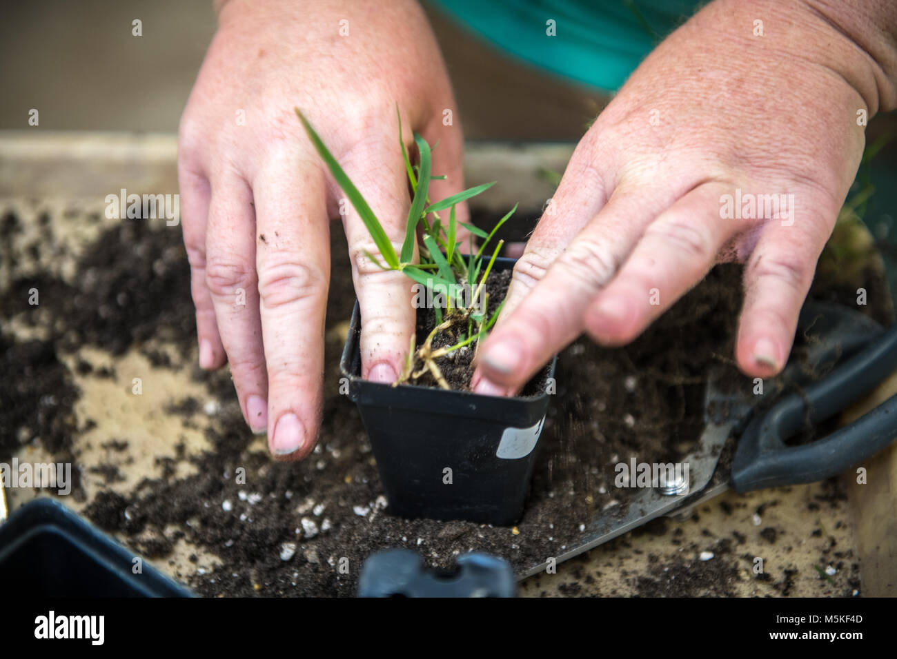 Le mani di reimpianto di erba in un nuovo contenitore, Tifton, Georgia. Foto Stock