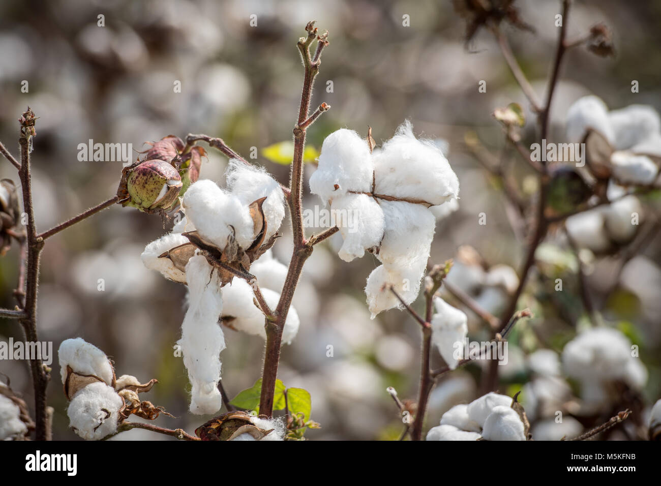 Paffuto e soffice cotone bolls pronto per il prelievo, Tifton, Georgia. Foto Stock