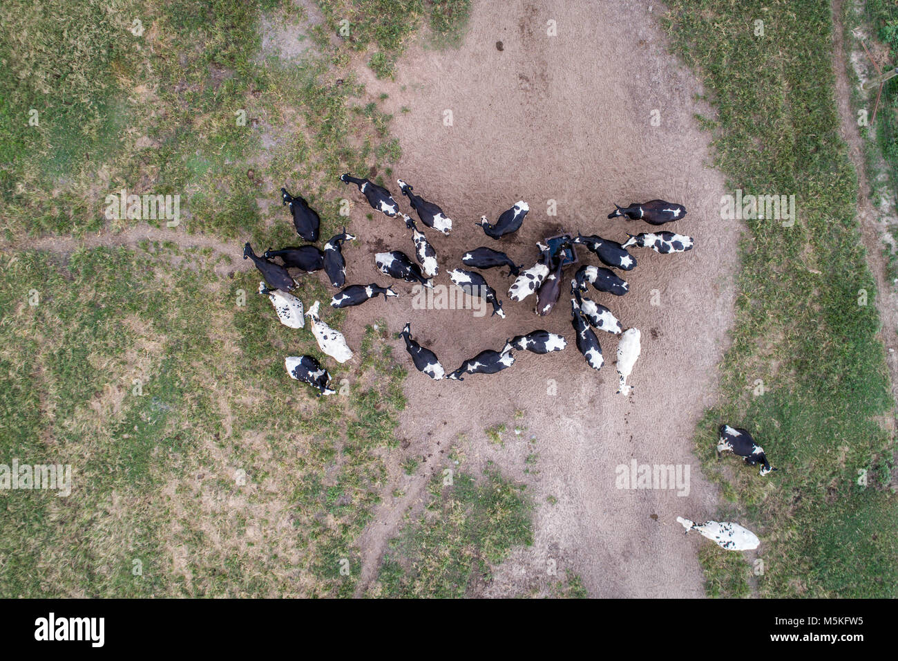 Shot guardare direttamente verso il basso di un gruppo holstein diario di mucche in campo, Tifton, Georgia. Foto Stock