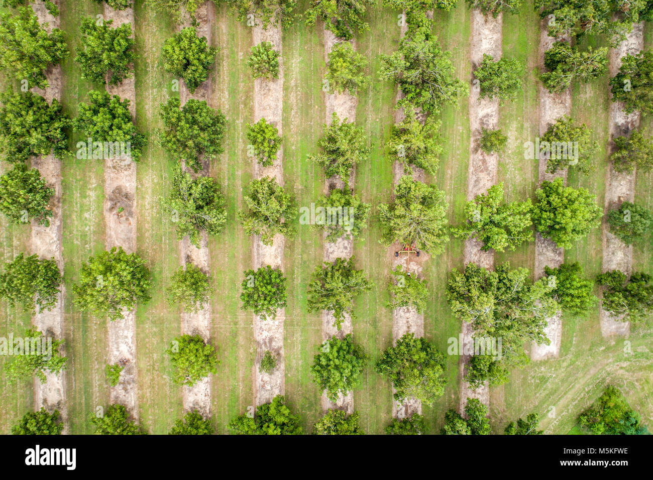 Riprese aeree guardando direttamente verso il basso a filari di alberi di noci pecan, Tifton, Georgia. Foto Stock