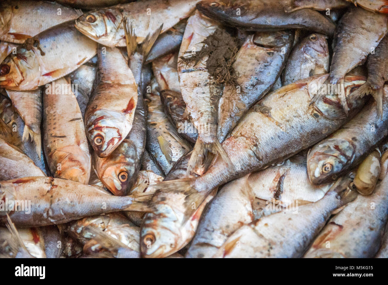 Full frame shot di una pila di alosa pesce che viene utilizzato come esca di Dundalk, Maryland. Foto Stock
