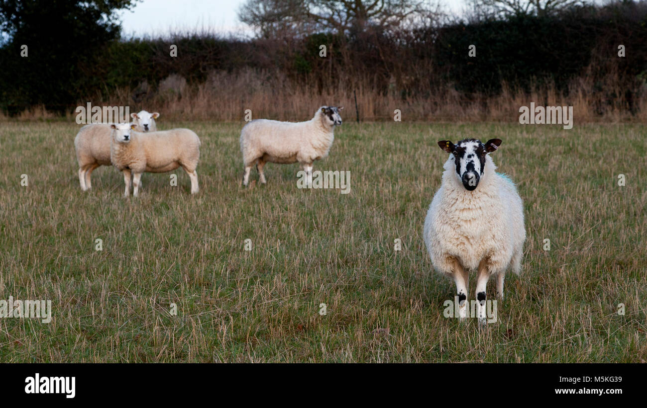 Un gregge di quattro cross razza di pecore commerciali in piedi in un campo di erba Foto Stock