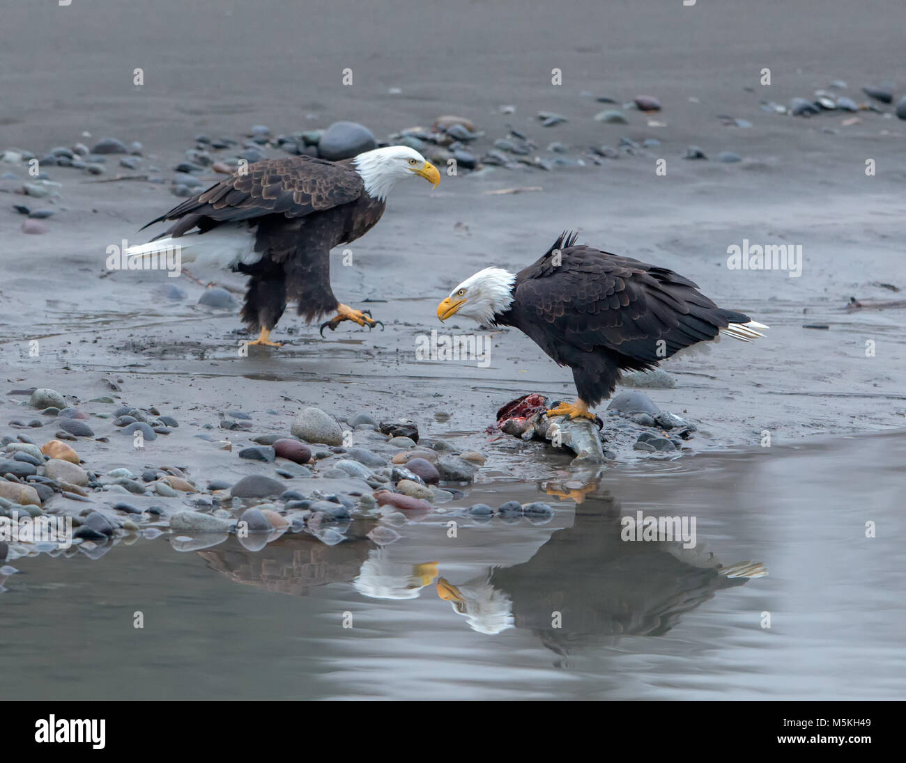 Aquile calve (Haliaeetus leucocephalus) sul Fiume Nooksack durante l esecuzione di salmone nei pressi di Deming, WA, whatcom County, Stati Uniti d'America. Foto Stock