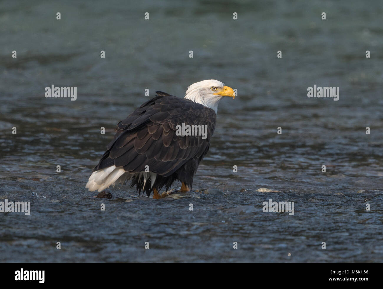 Aquila calva (Haliaeetus leucocephalus) sul Fiume Nooksack durante l esecuzione di salmone nei pressi di Deming, WA, whatcom County, Stati Uniti d'America. Foto Stock