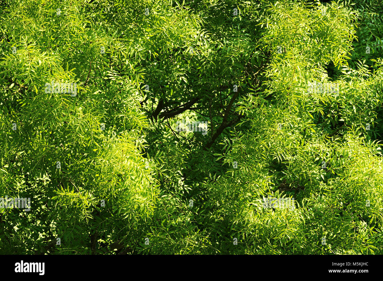 Fraxinus excelsior, politica europea comune in materia di frassino tettoia con fogliame verde. Il frassino antenna corona vista dall'alto. Modello di natura o di sfondo. Foto Stock