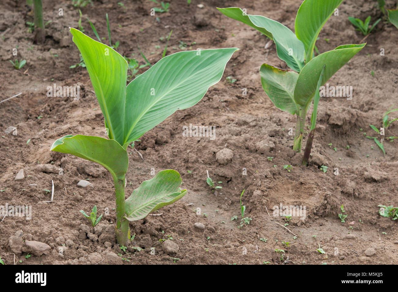 Il verde delle foglie di canna. Una chiusura Foto Stock