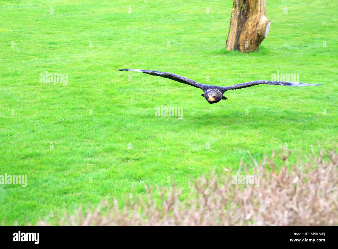 Eagle rapace vola su erba per la caccia Foto Stock