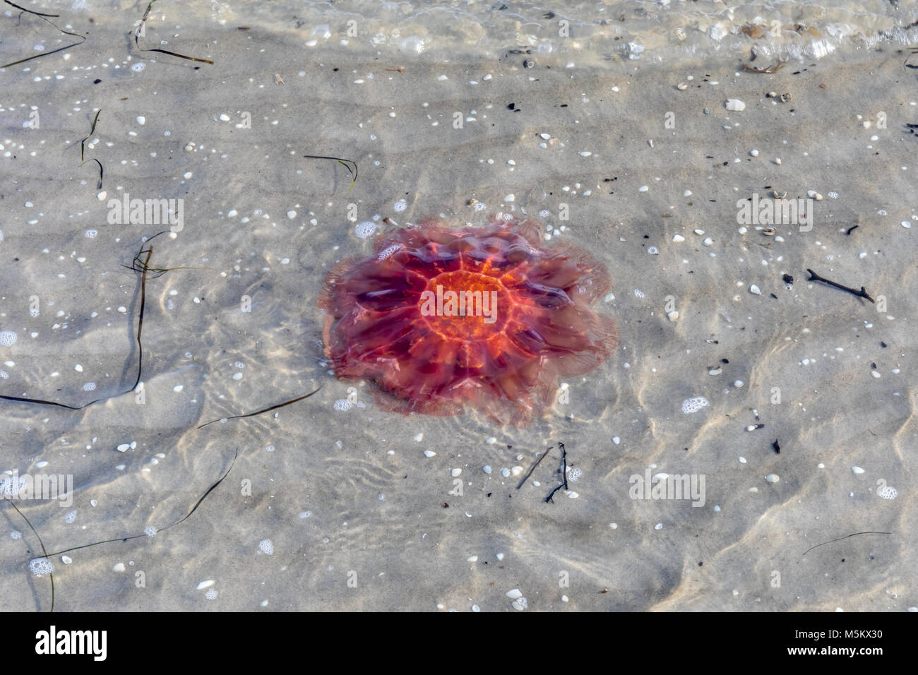 Leone la criniera meduse in acque poco profonde; Danimarca Foto Stock