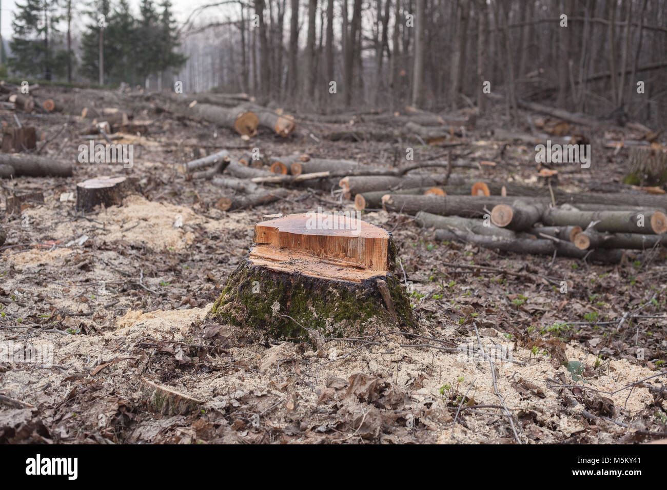 Dell'abbattimento illegale di alberi nella foresta. Ecologia. Foto Stock