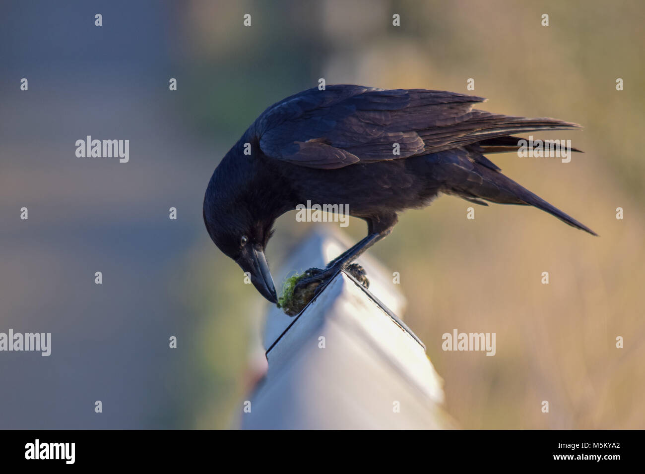 Crow mangiare i frutti di mare Foto Stock
