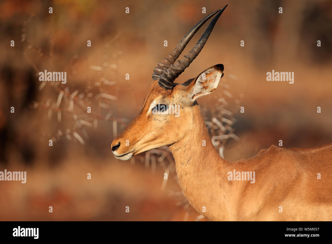 Ritratto di un impala antilope (Aepyceros melampus), Kruger National Park, Sud Africa Foto Stock