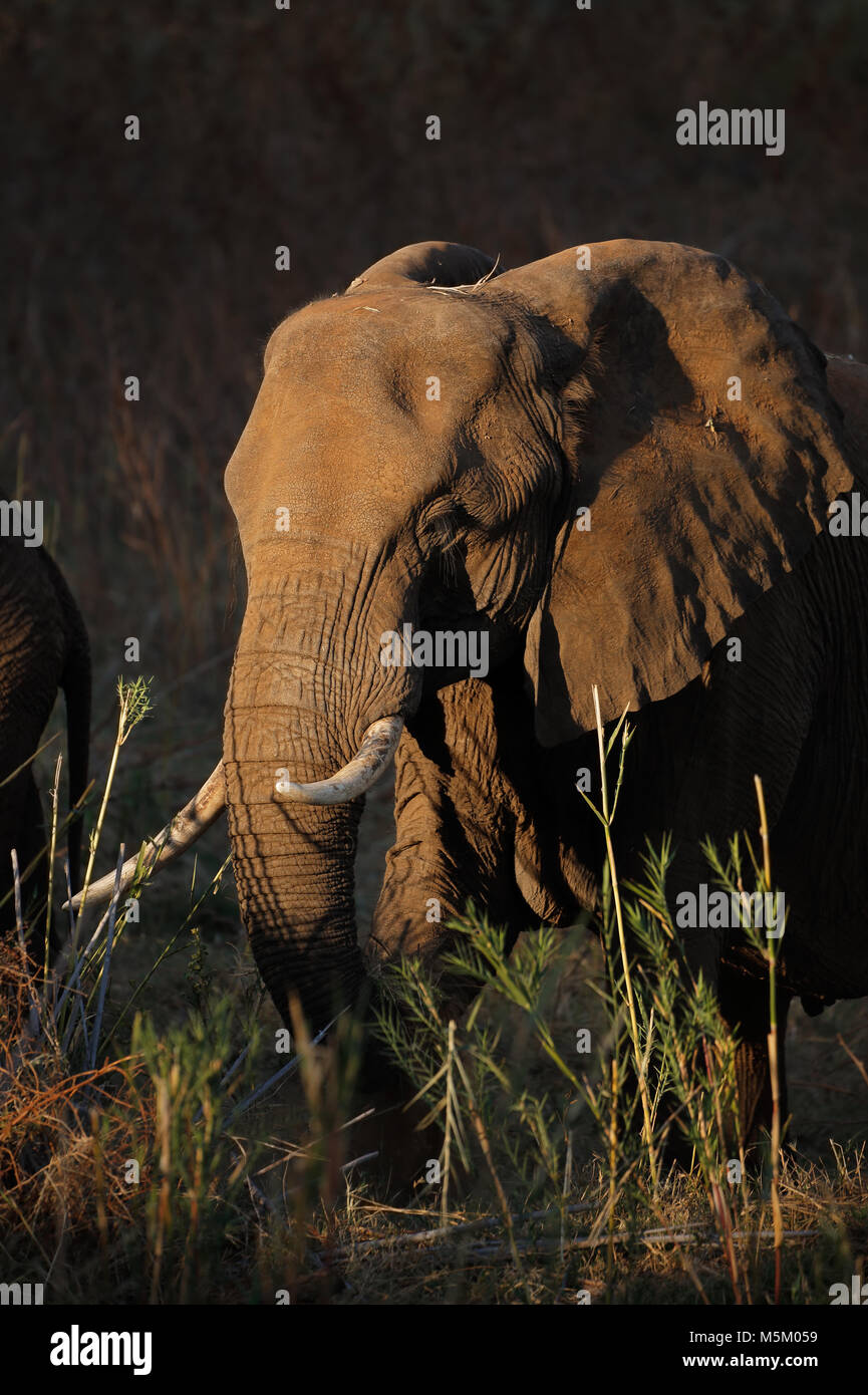 Elefante africano (Loxodonta africana) alimentazione, Kruger National Park, Sud Africa Foto Stock