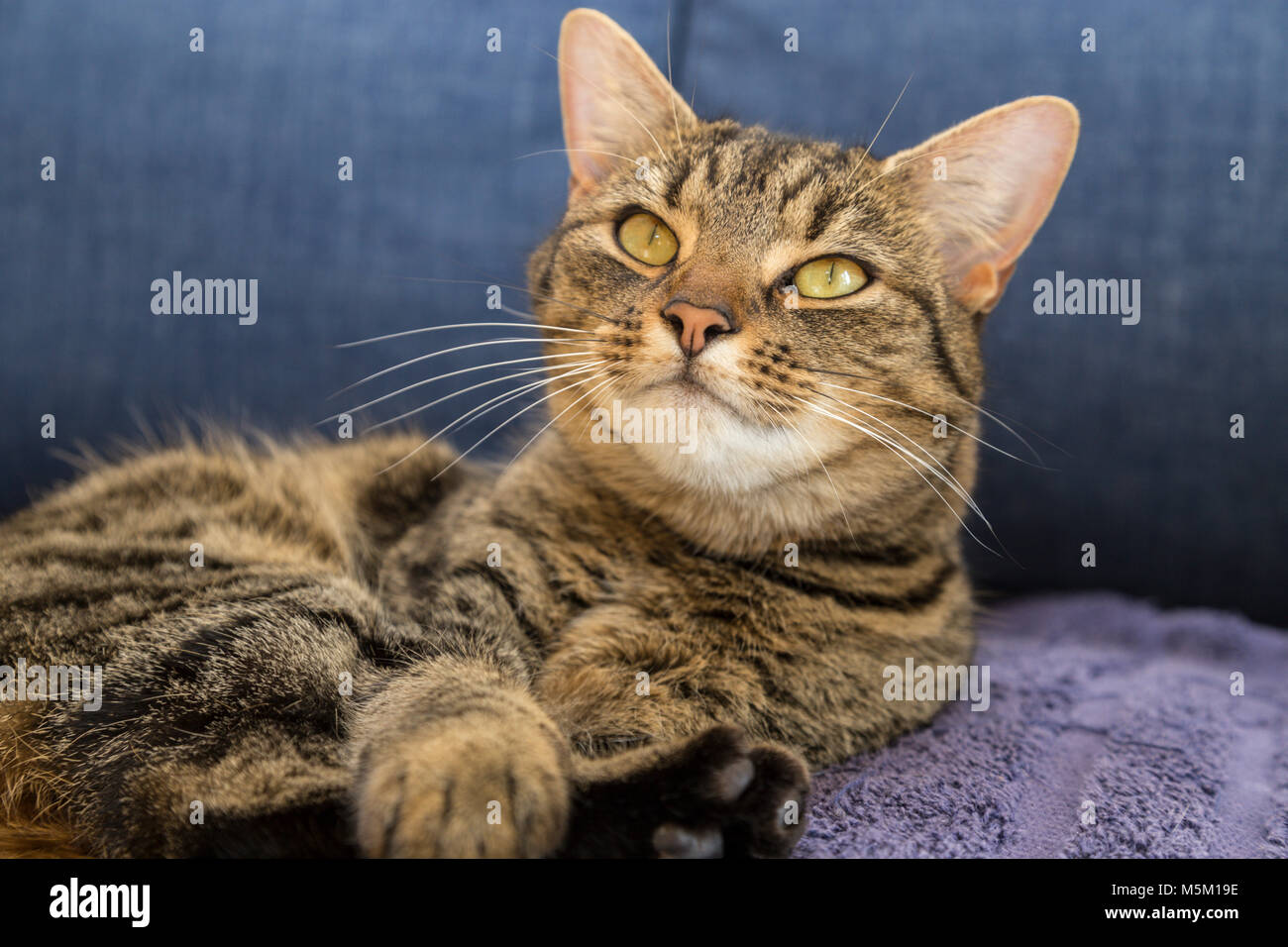 Tabby Cat Gatto bengala su un coperchio blu, guardando verso l'alto Foto Stock