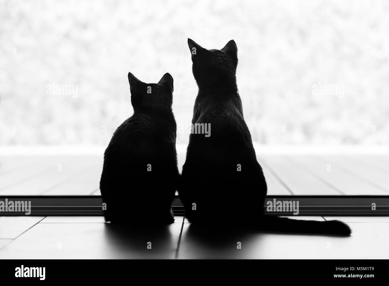 Due gatto nero shilouettes guardando un paesaggio innevato. Foto Stock