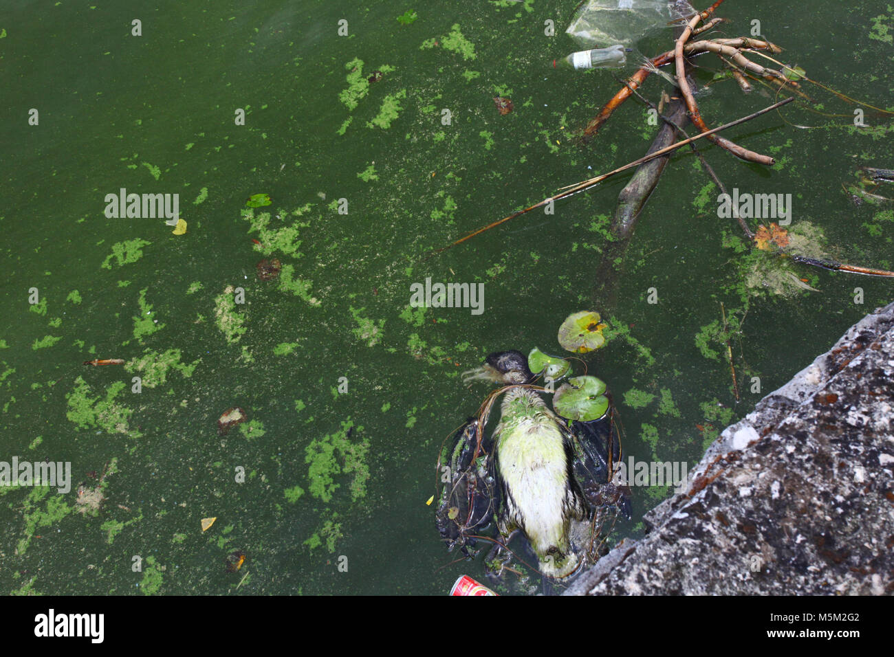 Un uccello morto sulla superficie del lago inquinato, Pamvotis Ioannina, Grecia Foto Stock
