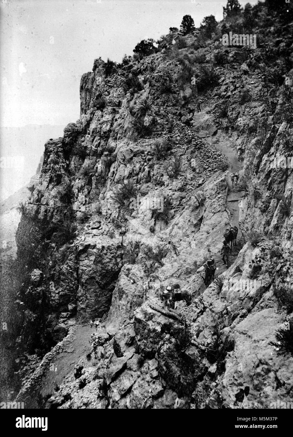 Grand Canyon storica Bright Angel Trail . Gli uomini che portano una stringa di muli e BURROS giù il vecchio Bright Angel trail. Eventualmente i minatori. CIRCA 1905. KOLB FRATELLI Foto Stock
