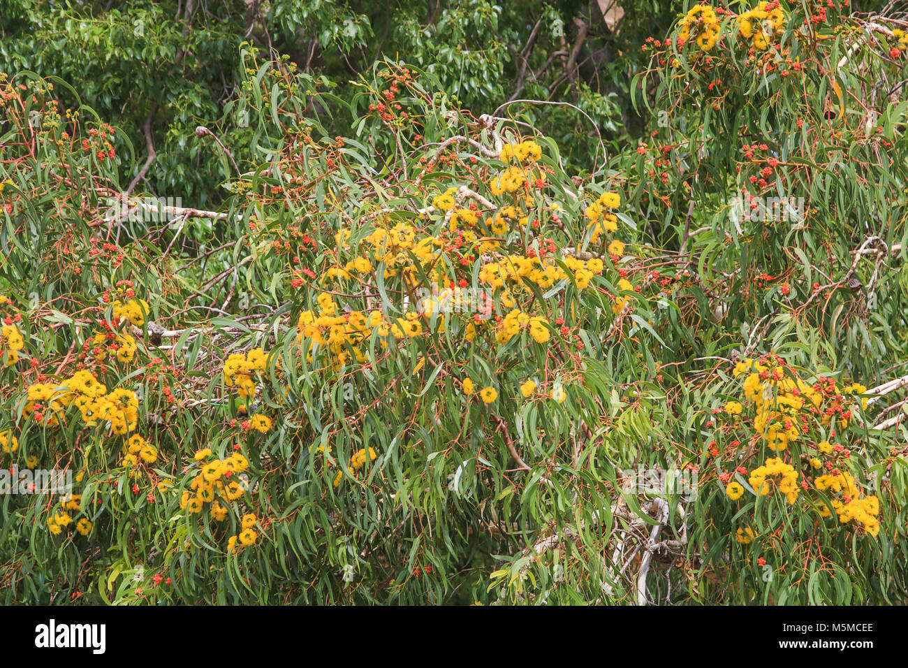 Adelaide, Australia. Il 25 febbraio 2018. Un fiore rosso albero di gomma nella zona suburbana di Adelaide. La stagione di fioritura cade nel mese di febbraio per eucalipto alberi nativi che mostra colori vibranti. Credito: amer ghazzal/Alamy Live News Foto Stock