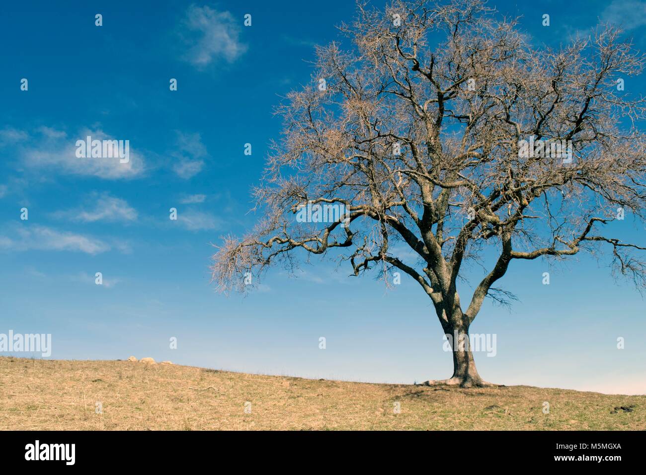 Un singolo albero sorge su di una collina a Sierra Vista vicino a San Jose. Foto Stock