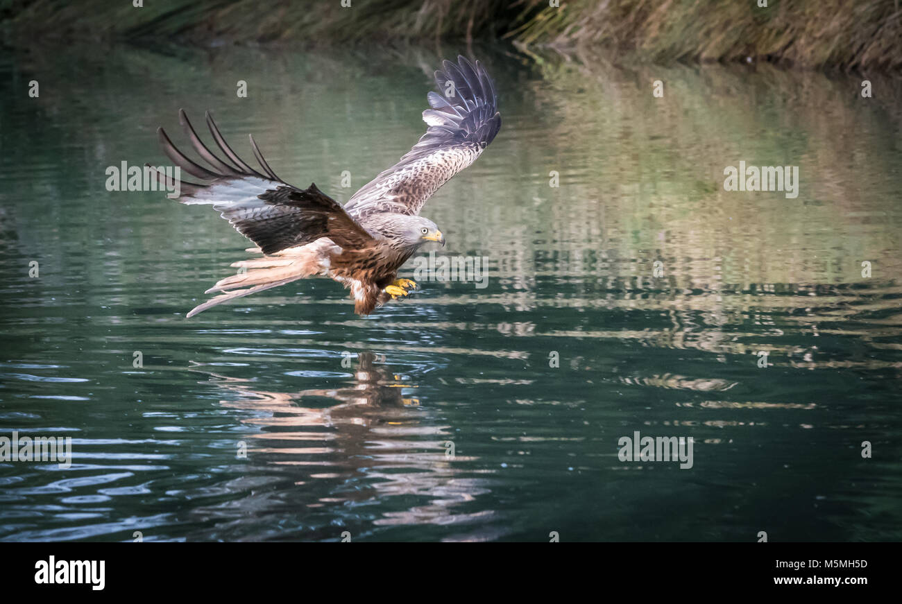 Nibbio reale (Milvus milvus) cercando di catturare un pesce Foto Stock