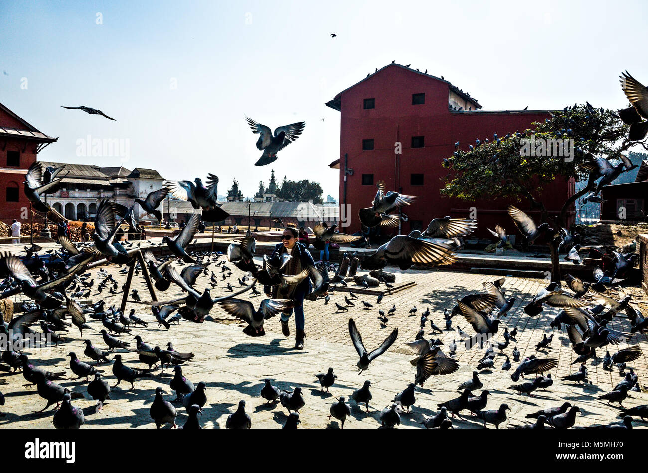 Una ragazza di godere di fare un kit di piccioni volare, Pashupatimath tempio complesso, sito patrimonio mondiale dell'UNESCO, Kathmandu, Nepal Foto Stock