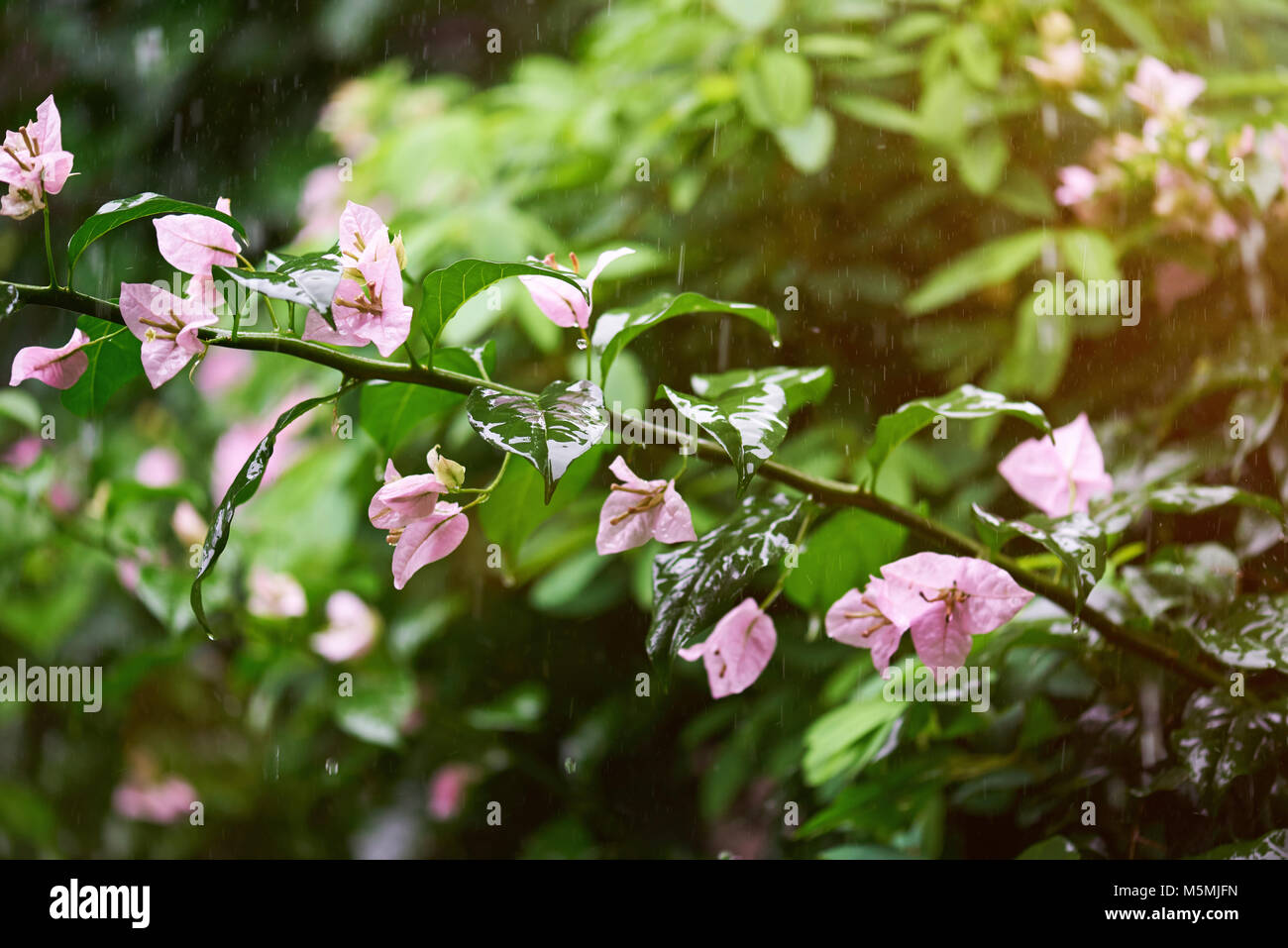 Gocce di pioggia cade su piante e fiori su sfocato sfondo naturale Foto Stock
