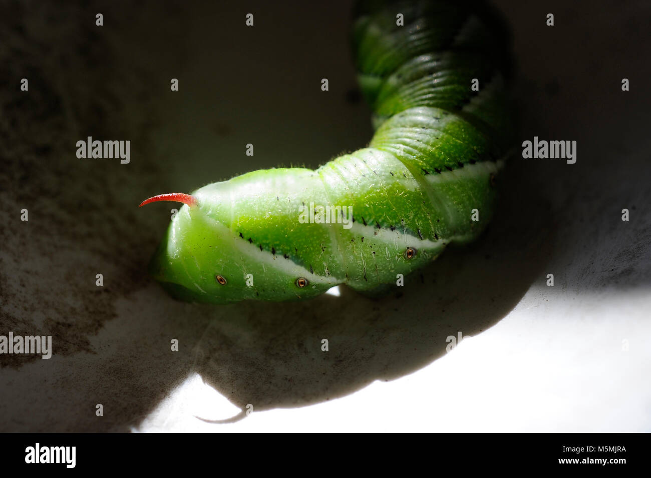 Il tabacco hornworms diagonale hanno strisce bianche e un rosso "horn". Sono stadio larvale di un enorme falena chiamato cinque-spotted hawkmoth. Foto Stock