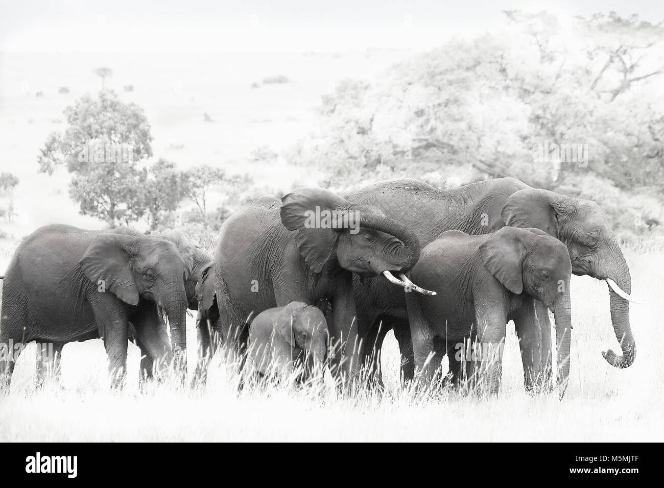 Una posizione shoot di elefanti africani sui masi mara dal fotografo Claire Allen Foto Stock